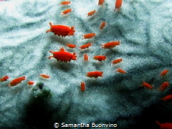 1-2mm long red critters on soft coral by Samantha Buonvino 